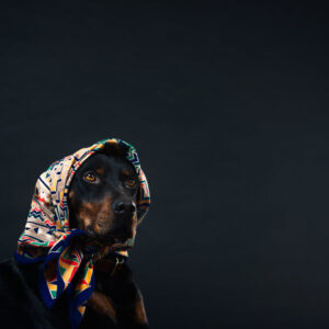 a-black-and-tan-dog-in-a-patterned-head-scarf Κασκόλ Μαύρο