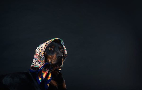 a-black-and-tan-dog-in-a-patterned-head-scarf Κασκόλ Μαύρο