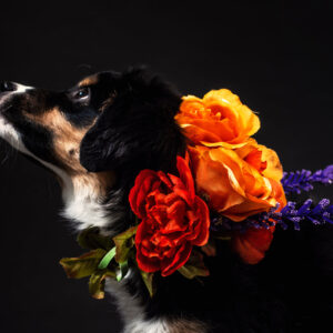a-black-and-tan-dog-with-a-flower-necklace Κολιέ Μαύρο
