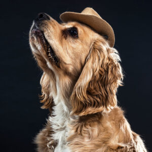 a-dog-in-a-cowboy-hat Καπέλο 019