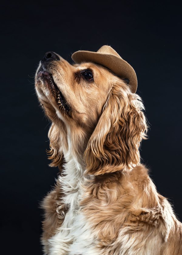 a-dog-in-a-cowboy-hat Καπέλο 019