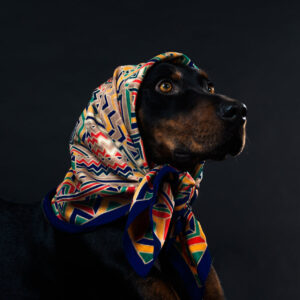 a-dog-looks-up-from-under-a-head-scarf-with-soft-eyes Κασκόλ 011