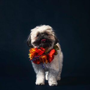 a-fluffy-dog-wearing-a-necklace-of-flowers Κολιέ 010