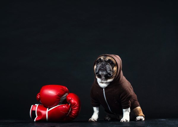 a-french-bulldog-in-a-hoodie-with-boxing-gloves Φούτερ με Κουκούλα