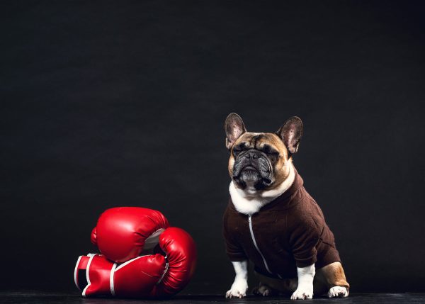 a-french-bulldog-stands-guard-by-boxing-gloves Γάντια 006