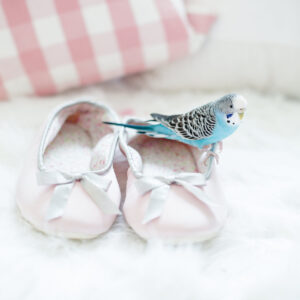 a-parakeet-sitting-on-shoes Παπούτσια 037