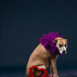 a-tan-dog-in-a-purple-feather-boa-and-pink-kids-shoes Παπούτσια Παιδικό Μωβ