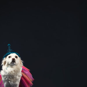 a-white-dog-in-a-wizard-hat-and-princess-dress Καπέλο Λευκό