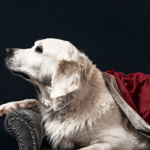 a-white-labrador-wearing-a-pearl-necklace Κολιέ Λευκό