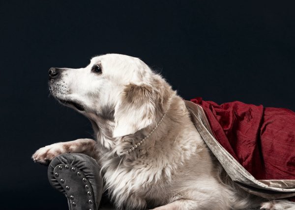 a-white-labrador-wearing-a-pearl-necklace Κολιέ Λευκό