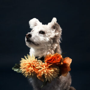 a-white-little-dog-in-a-flowery-scarf Κασκόλ Λευκό