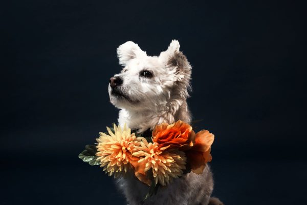 a-white-little-dog-in-a-flowery-scarf Κασκόλ Λευκό