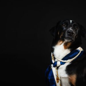 classy-canine-adorned-in-nautical-scarf-and-pearl-necklace Κασκόλ