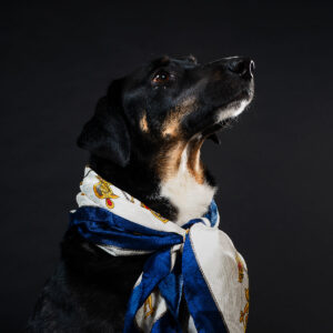 classy-canine-gentleman-adorned-in-nautical-scarf Κασκόλ 012