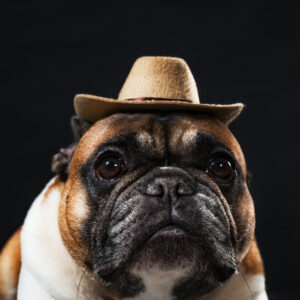 cowdog-in-a-hat Καπέλο 020