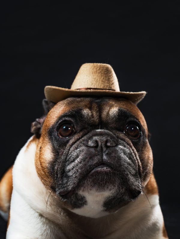 cowdog-in-a-hat Καπέλο 020