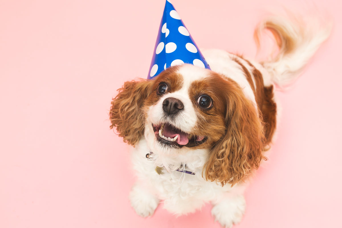 dog-in-birthday-hat Καπέλο