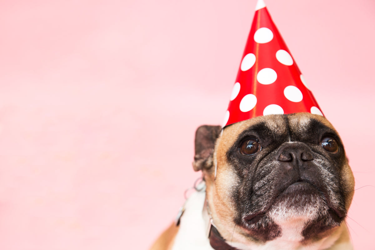 dog-in-party-hat Καπέλο 002