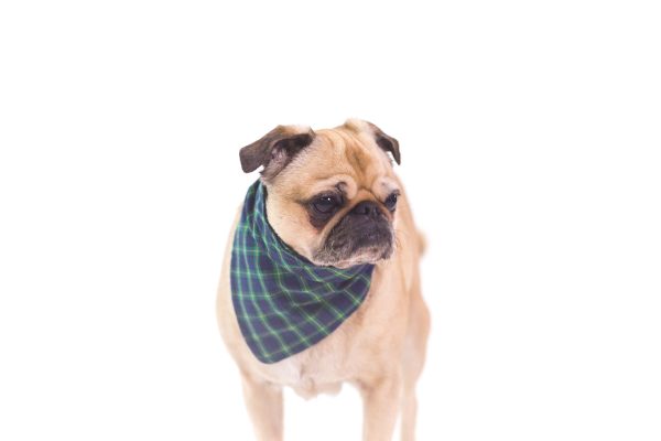 dog-wearing-bandana Μπαντάνα 003