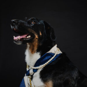 fancy-dog-wearing-scarf-and-necklace-posing Κασκόλ 002