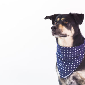 large-dog-wearing-bandana Μπαντάνα 004