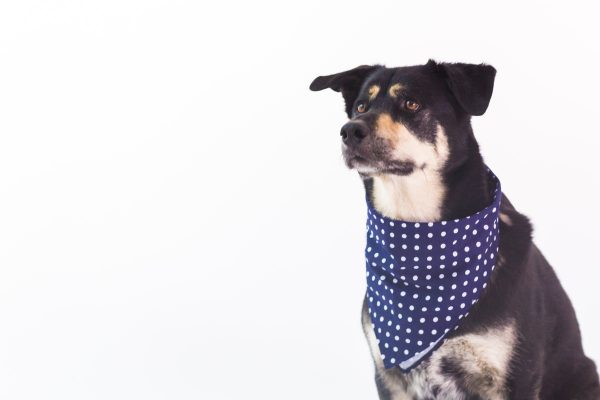 large-dog-wearing-bandana Μπαντάνα 004
