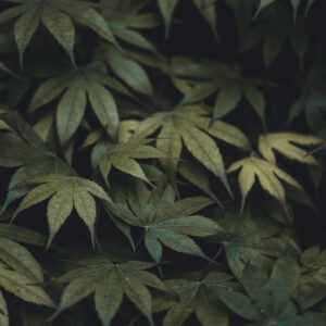 mixed-shades-of-green-leaves Γυαλιά Ηλίου Πράσινο