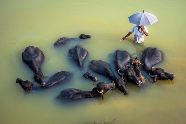 person-holding-an-umbrella-surrounded-by-animals Ομπρέλα 006