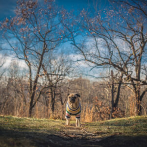 pug-at-large-in-sweater Πουλόβερ 002