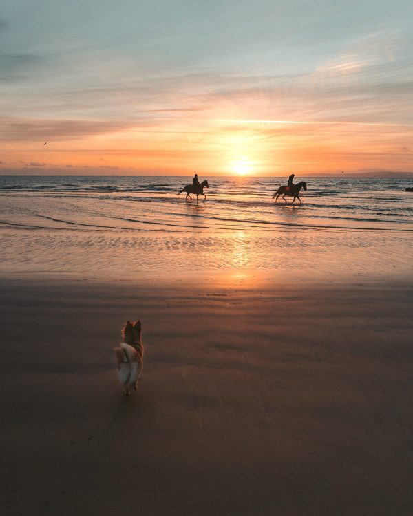 small-dog-watches-horses-on-the-beach Ρολόγια 011