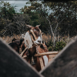 the-goat-watch Ρολόι 016