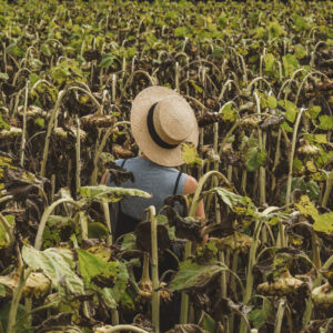 woman-in-straw-hat-standing-in-sunflower-field Καπέλο 013