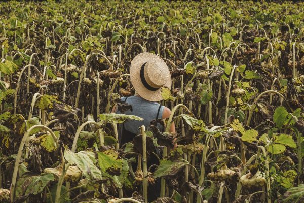 woman-in-straw-hat-standing-in-sunflower-field Καπέλο 013
